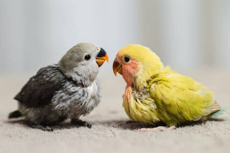 Hand tamed love bird chicks 2