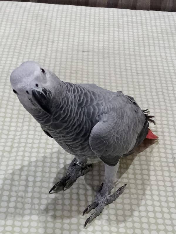 African grey pirrte 1