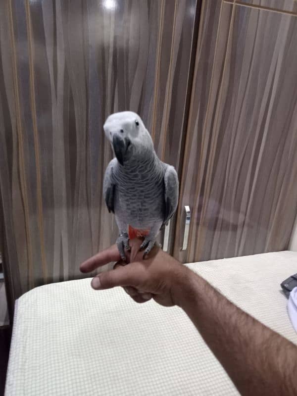 African grey pirrte 2