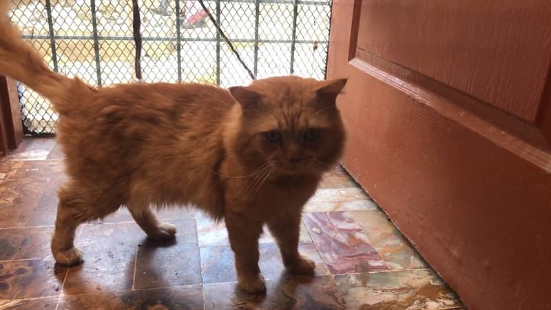 persian billa fully vaccinated family friendly 0