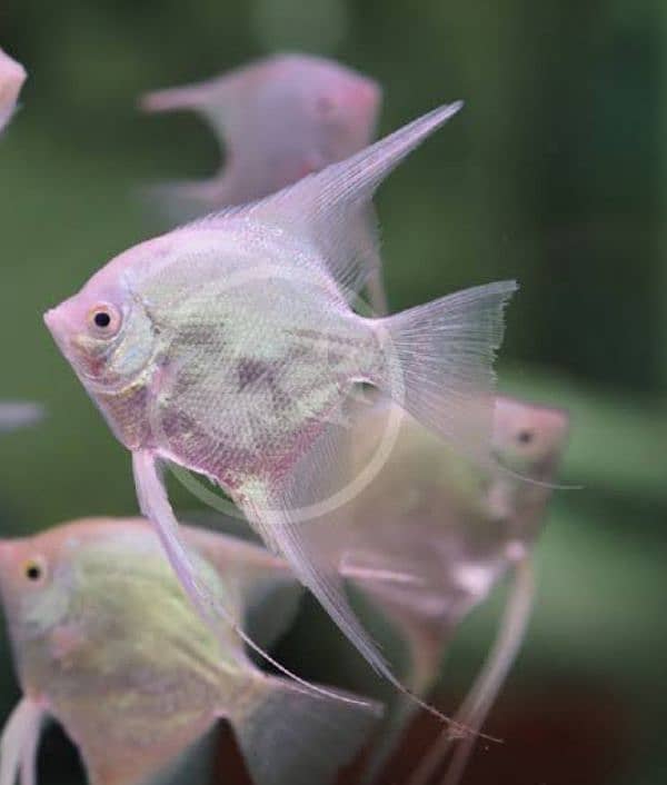 platinum angel fish 0