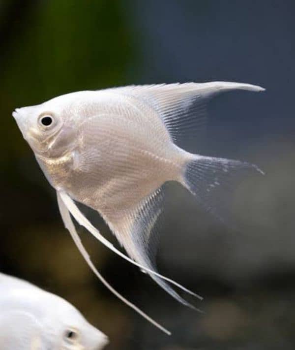 platinum angel fish 1