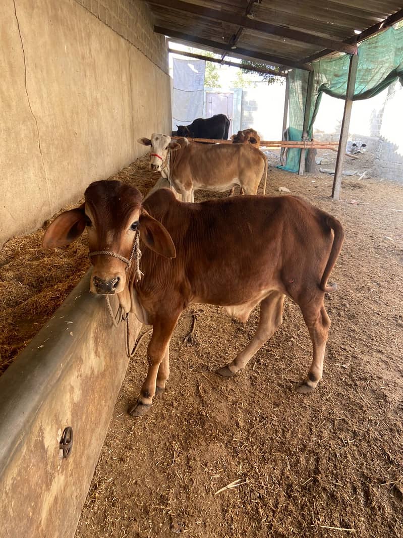 cow bachra for sale. qurbani 2025 0