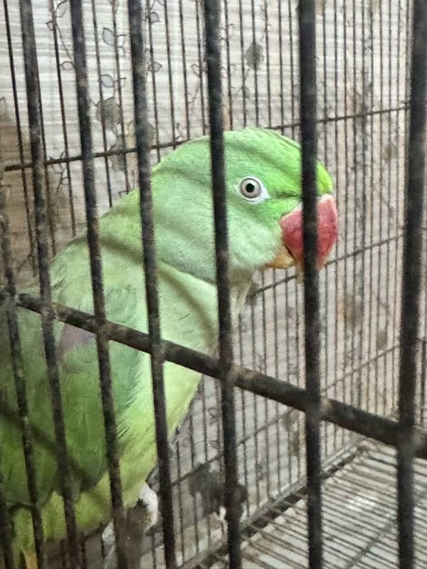 raw parrot female hand tamed 1