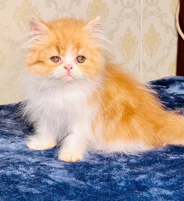 high quality kitten|Punch face Kittens|persian cat|cute|tripple|fluffy 11