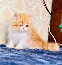 high quality kitten|Punch face Kittens|persian cat|cute|tripple|fluffy