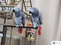 African grey parrot for sale good health O3O4 _O79_O437 my WhatsApp n