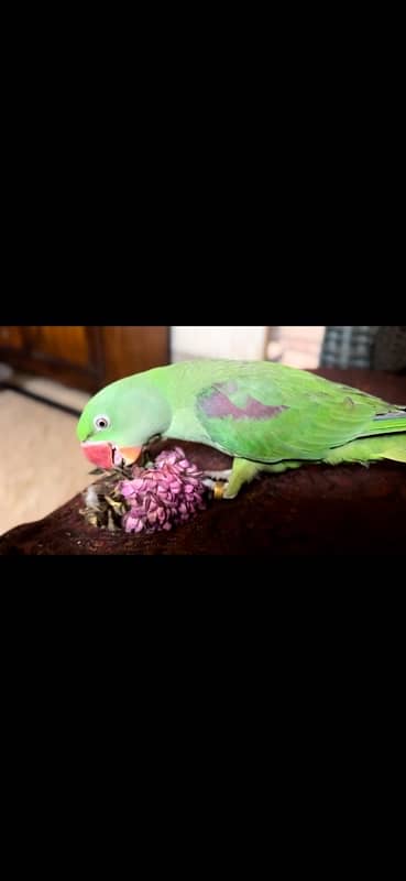 raw parrot female hand tamed 0