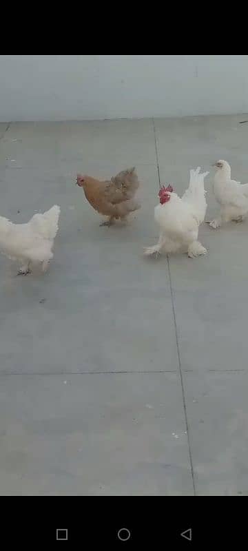 buff 1 rooster & 4 chicken. Egg laying. 0