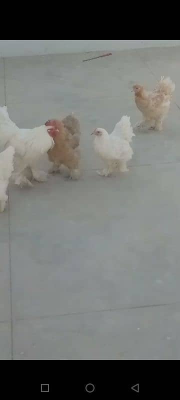 buff 1 rooster & 4 chicken. Egg laying. 1