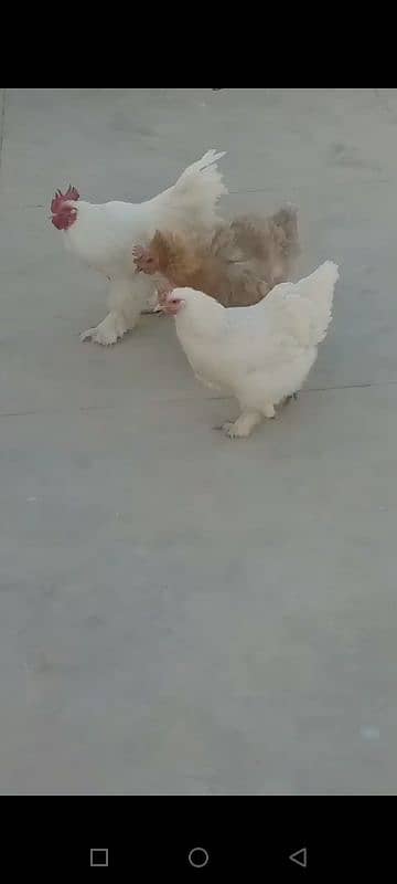 buff 1 rooster & 4 chicken. Egg laying. 2