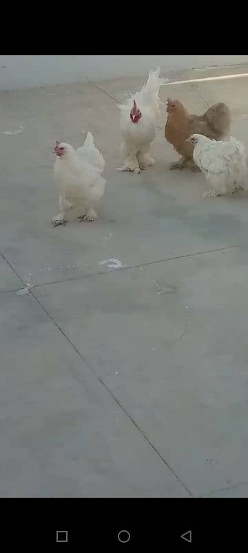 buff 1 rooster & 4 chicken. Egg laying. 4