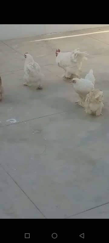 buff 1 rooster & 4 chicken. Egg laying. 7