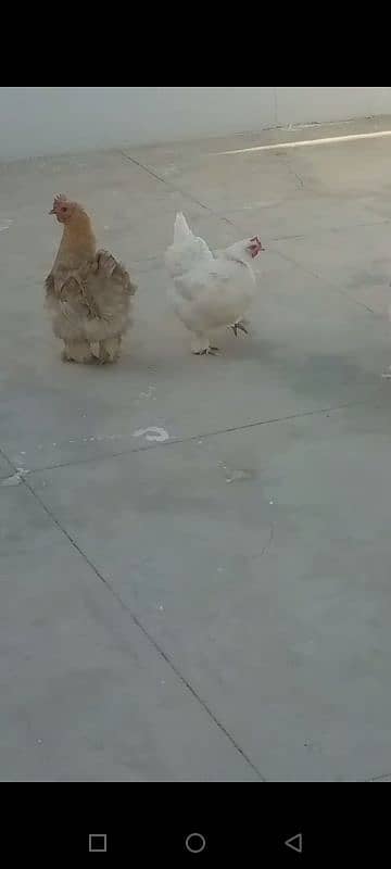 buff 1 rooster & 4 chicken. Egg laying. 8