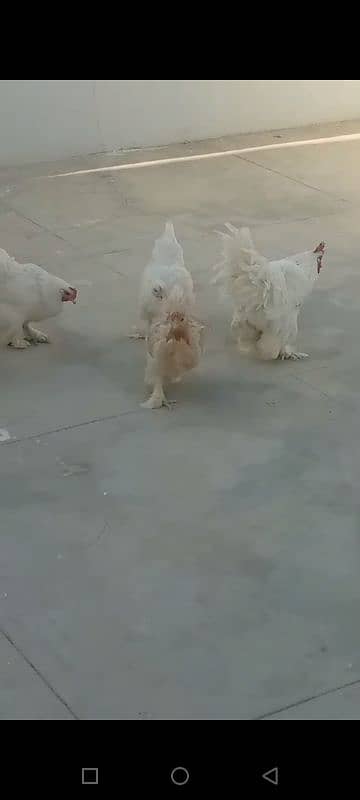 buff 1 rooster & 4 chicken. Egg laying. 9