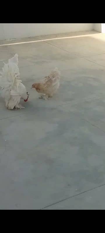 buff 1 rooster & 4 chicken. Egg laying. 10