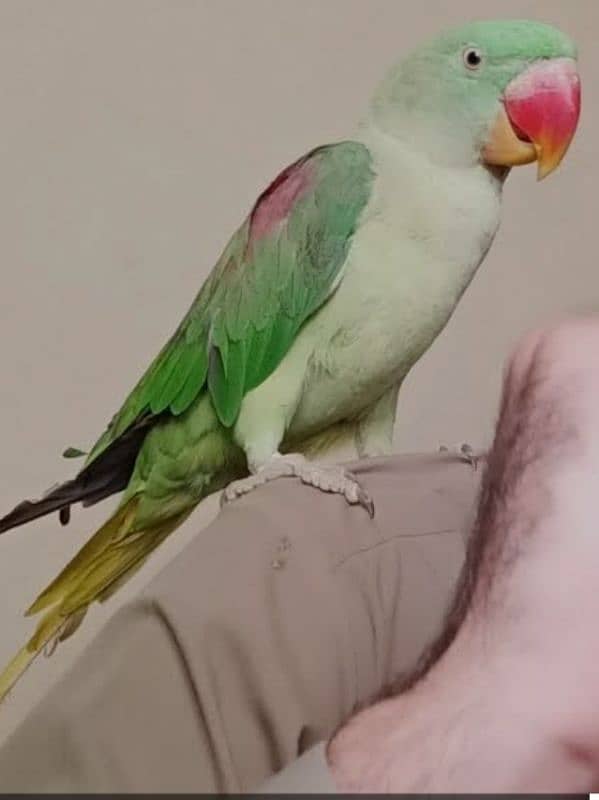 talking parrot 0