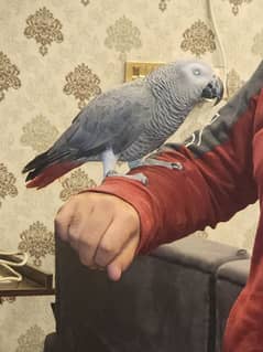 African grey parrot