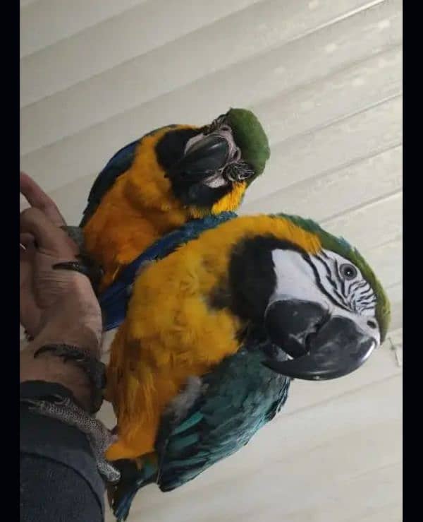 macaw parrot blue and gold O3O4 _O79_O437 my WhatsApp n 0