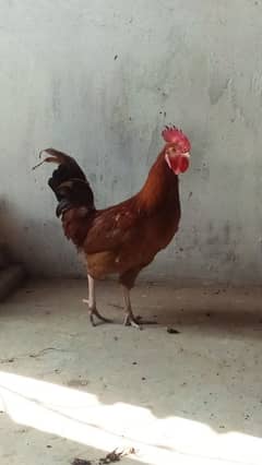 hen