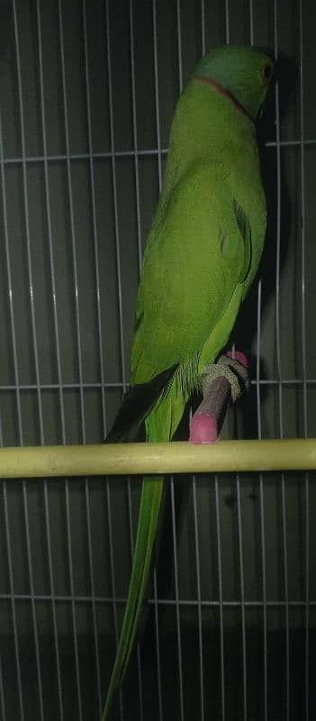 ringneck green parrot 0