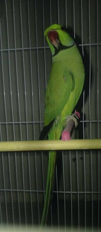 ringneck green parrot 3