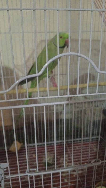 ringneck green parrot 4