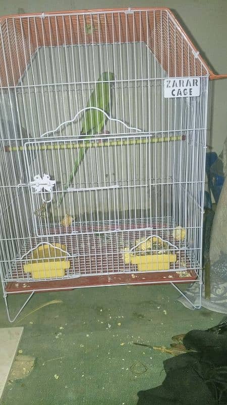 ringneck green parrot 5