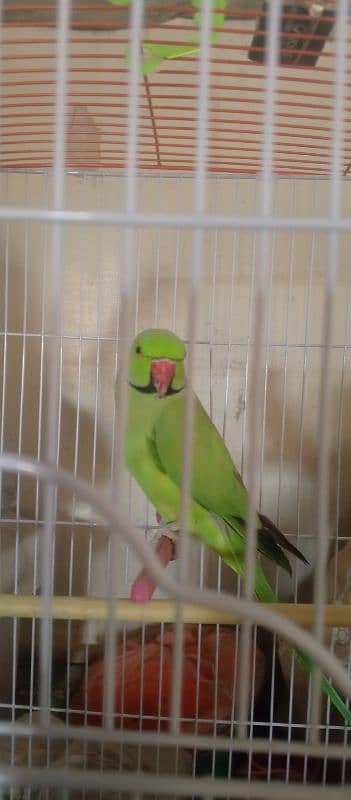 ringneck green parrot 6