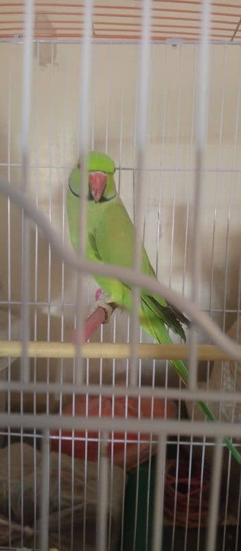 ringneck green parrot 7