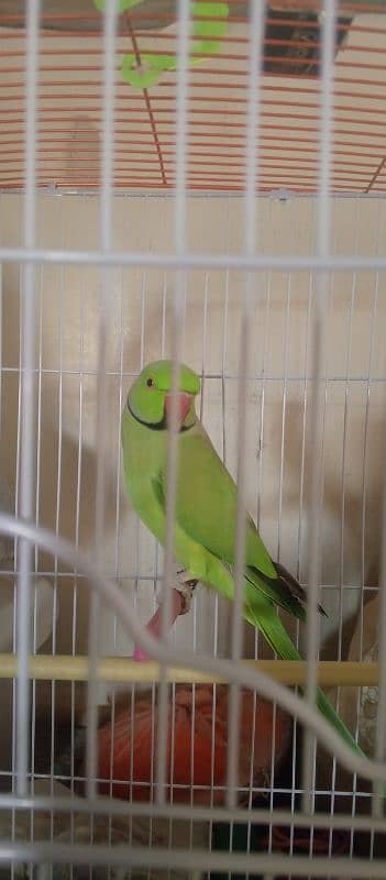 ringneck green parrot 8