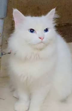 Blue Eyes Persian Cat