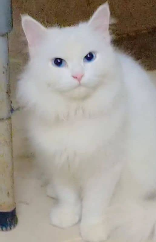 Blue Eyes Persian Cat 1