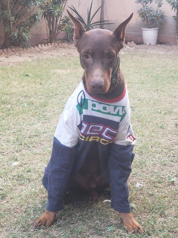 Doberman 4