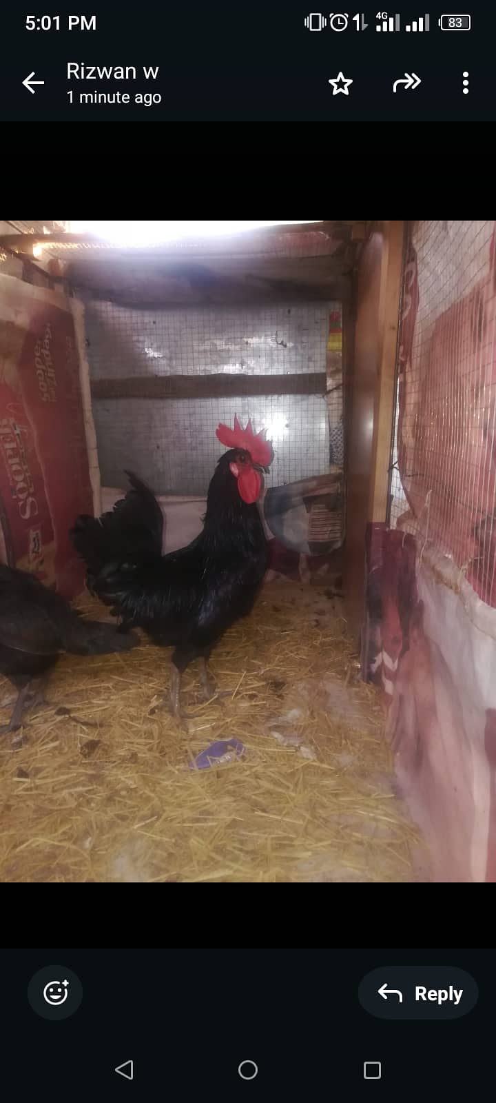 australop hen 0