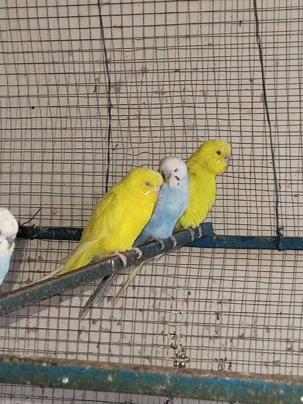 budgies birds for sale 1