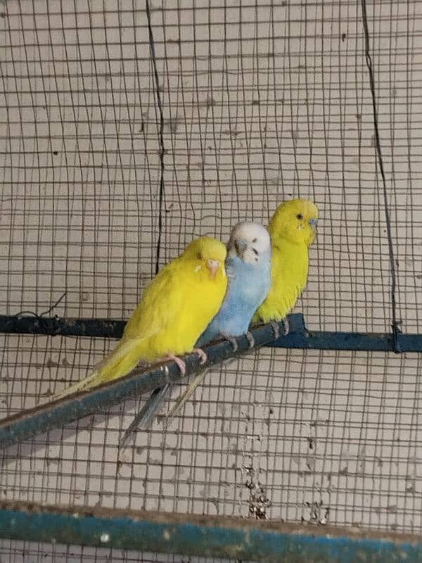 budgies birds for sale 2