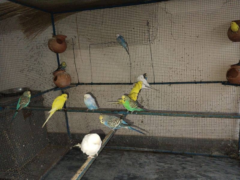 budgies birds for sale 3