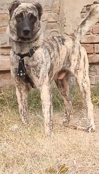 Turkish Kangal pure Active vaccinated One years Old 0