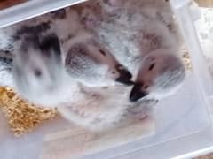 African grey parrots chicks