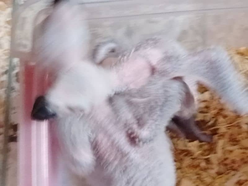 African grey parrots chicks 1