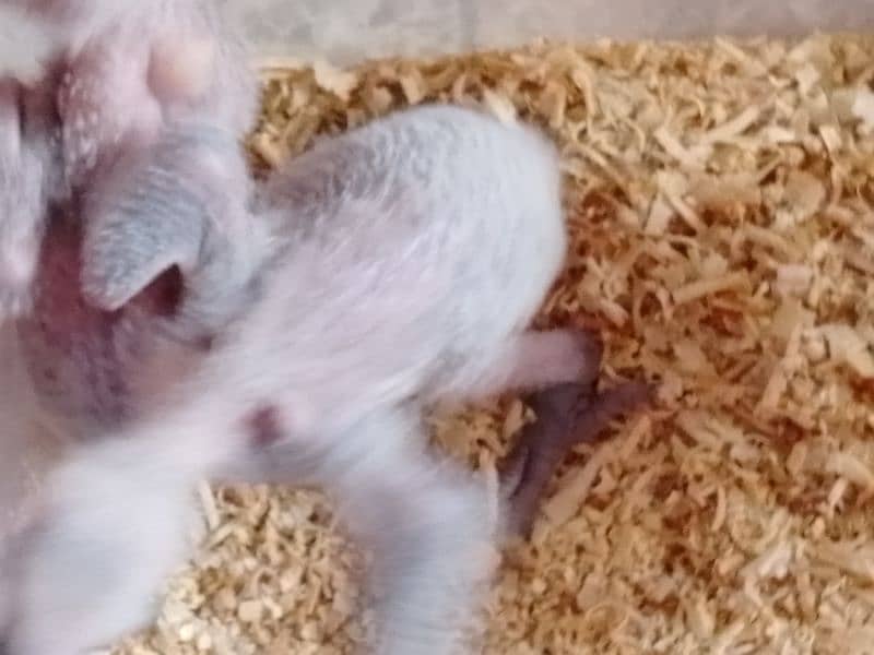 African grey parrots chicks 2