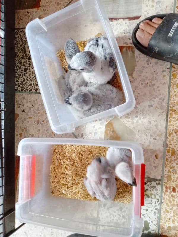 African grey parrots chicks 4