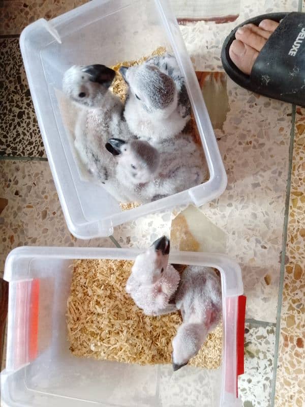 African grey parrots chicks 5