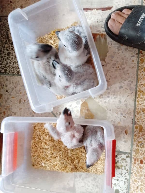 African grey parrots chicks 6