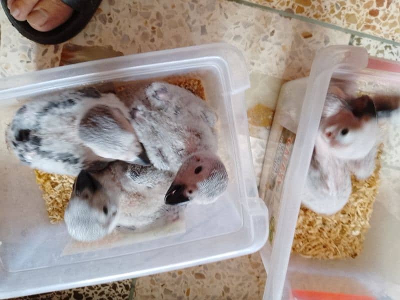 African grey parrots chicks 7