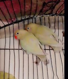 Love bird red eye albino ceriminofor sale exchange with raw