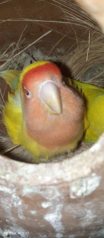 common Latino breeder pair albino red eyes breeder pair love birds 1