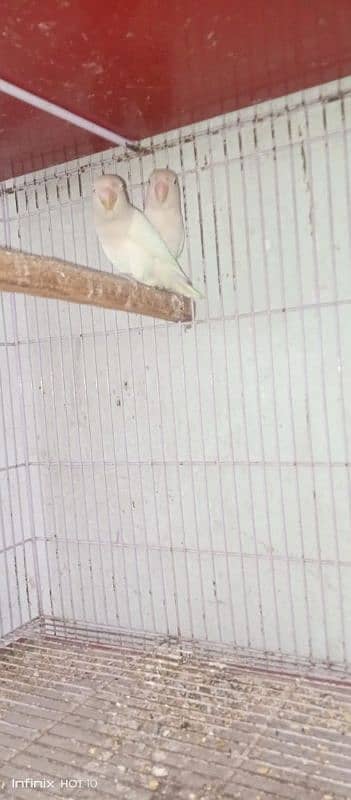 common Latino breeder pair albino red eyes breeder pair love birds 2