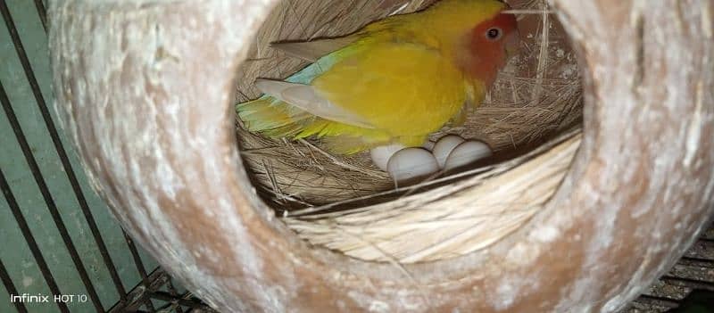 common Latino breeder pair albino red eyes breeder pair love birds 3